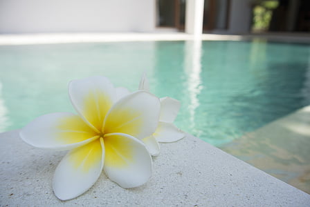white-and-yellow Plumeria frangipani flower on white surface beside pool thumbnail