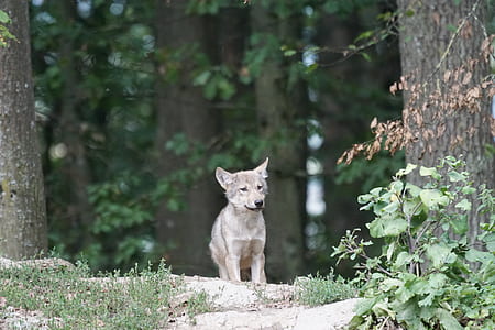 wolf cub between tall trees thumbnail