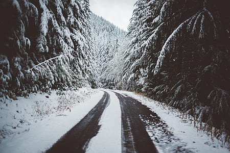 road near trees during winter thumbnail