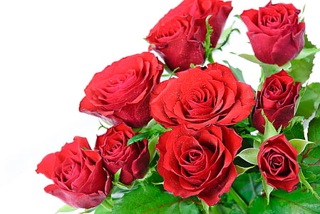 red rose flowers thumbnail
