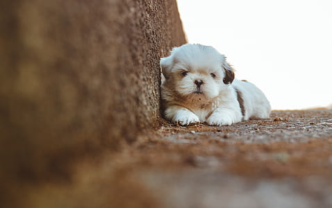 animal, pet, cute, eyes thumbnail