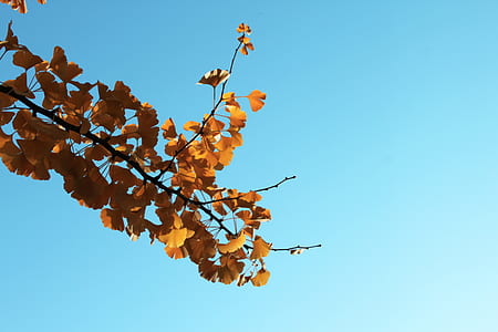 worm's eye photography of yellow leaf tree thumbnail