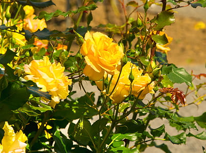 close-up photo of yellow petaled flowers thumbnail