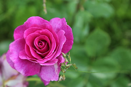 close-up photo of pink rose flower thumbnail