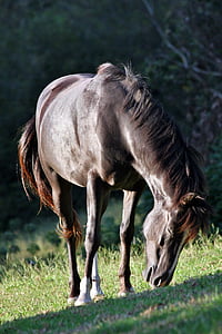 horse eating grass thumbnail