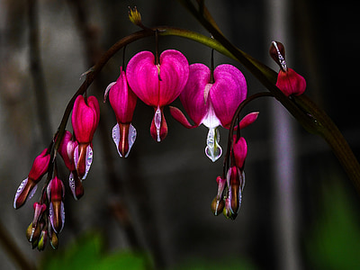 red bleeding hearts flower close-up photography thumbnail