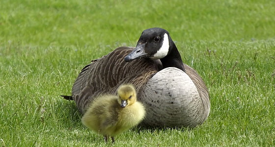 duck with duckling on grass thumbnail