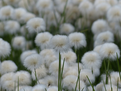 Scheuchzers Cottongrass thumbnail