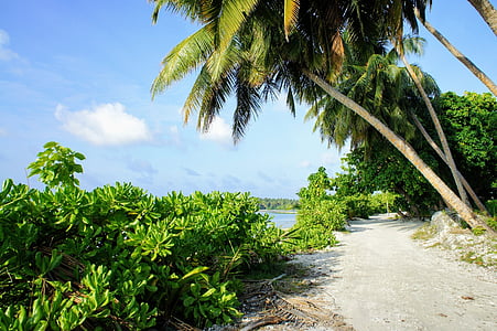 green palm tree with bushes near seashore thumbnail