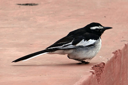 Large Pied Wagtail, Bird thumbnail