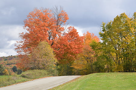 gray asphalt road between trees thumbnail