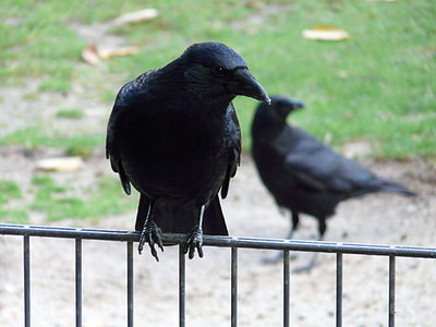 shallow focus photography of black crow on gray steel railings during daytime thumbnail