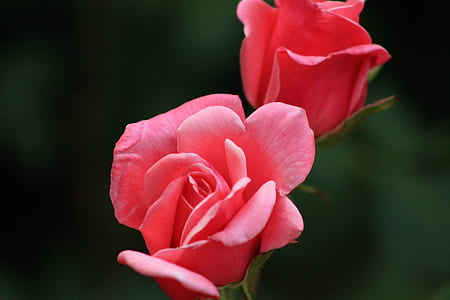Red Petal Flower thumbnail