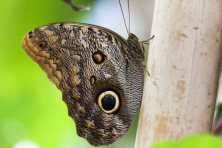 owl butterfly on brown tree branch thumbnail