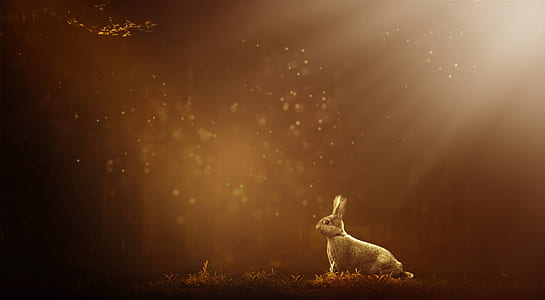 rabbit on grass field wallpaper thumbnail