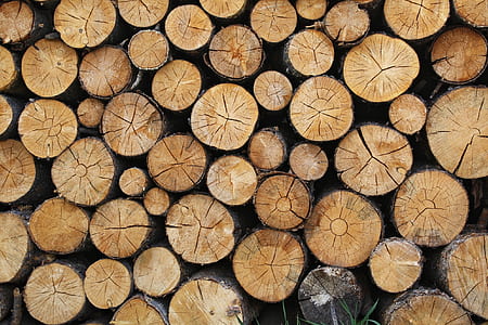 pile of brown firewoods thumbnail