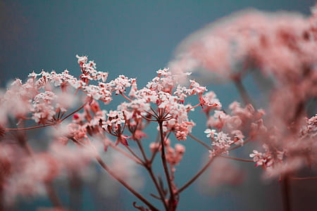 selective focus photo of pink cluster flower at daytime thumbnail