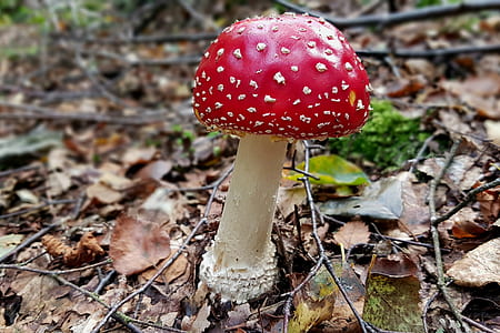 closeup photography of red mushroom thumbnail