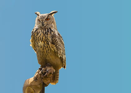 selective focus photography of owl under blue sky thumbnail