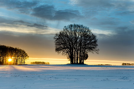 photography of black bare tree during sunset thumbnail