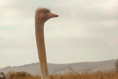 photo of ostrich's head facing left side with mountain in the background thumbnail