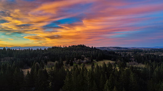 photo of pine tree forest at golden hour thumbnail