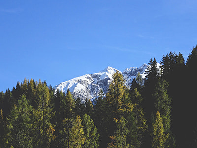 tree lines in front of mountain alps thumbnail