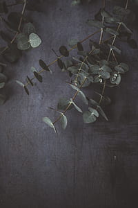 green leafed plant thumbnail