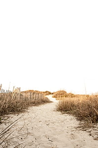 brown grass thumbnail