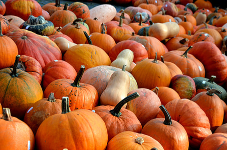 pile of pumpkins thumbnail