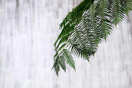 green leaf in front of white background thumbnail