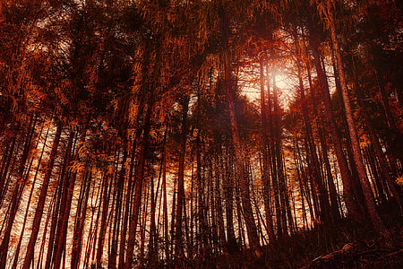 low angle photography of trees with crepuscular rays thumbnail