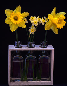 Still Life, Osterglocken thumbnail
