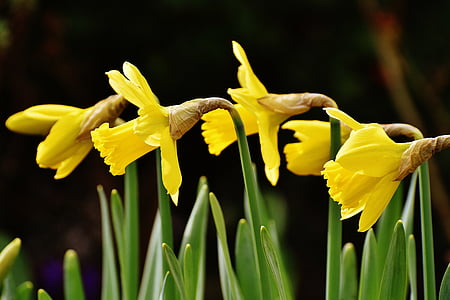 yellow flowers during daytime thumbnail