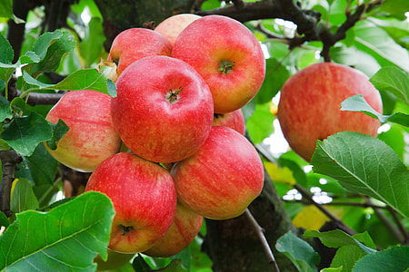bundle of apples thumbnail