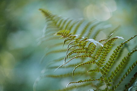 green plant thumbnail