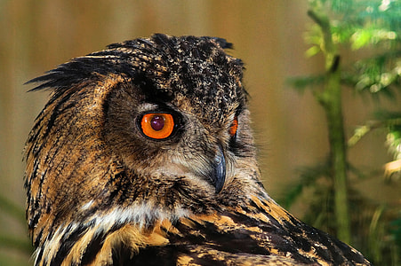 brown and black owl near green plant during daytime thumbnail