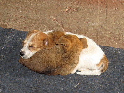 two tan puppies lying on floor thumbnail