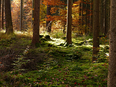 forest during daytime thumbnail