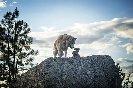 brown, and white wolf on top of gray stone thumbnail