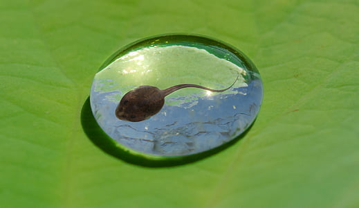 brown toad on water drop thumbnail