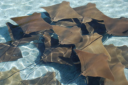 sting ray thumbnail
