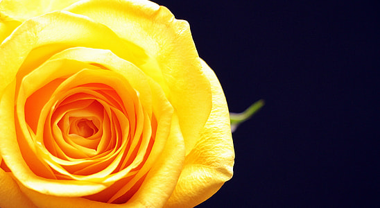 shallow focus photography of yellow rose thumbnail