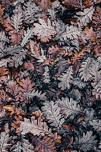 gray and brown leafs thumbnail