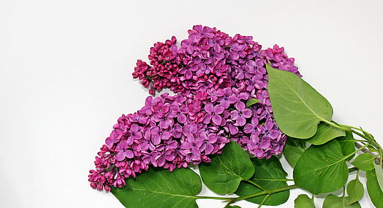 green pant with purple flowers thumbnail