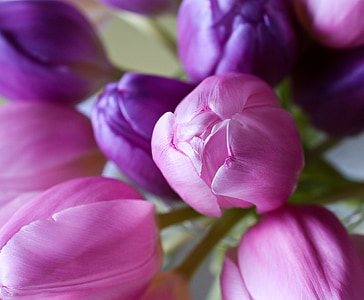 selective focus photography of pink and purple tulips thumbnail