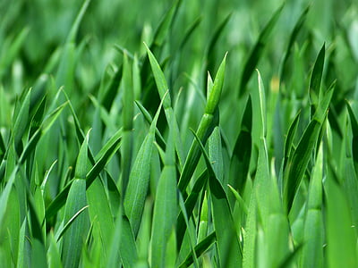 photograph of grass macro shot thumbnail