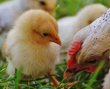 chick looking at hen close-up photography thumbnail