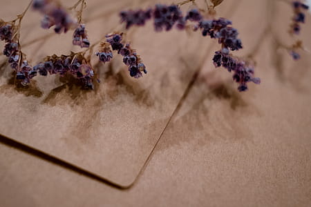 Shallow Photography of Purple Flowers thumbnail