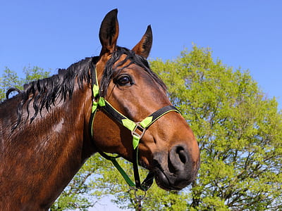 photo of brown horse thumbnail